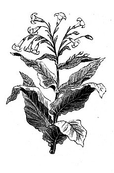 choice cigars and tobacco Smoker's Choice Filtered Cigars choice cigars and tobacco Smoker's Choice Filtered Cigars
